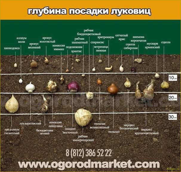 Когда сажать тюльпаны осенью в Подмосковье: секреты цветоводства