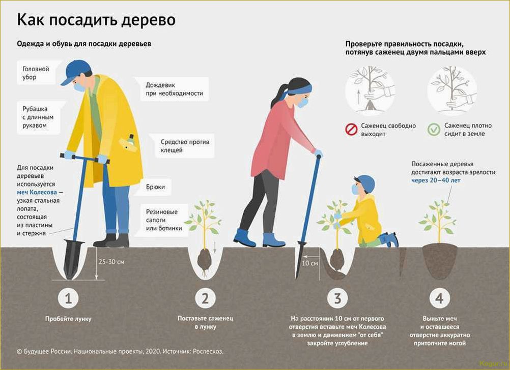 Возможна ли посадка газона в осенний период?