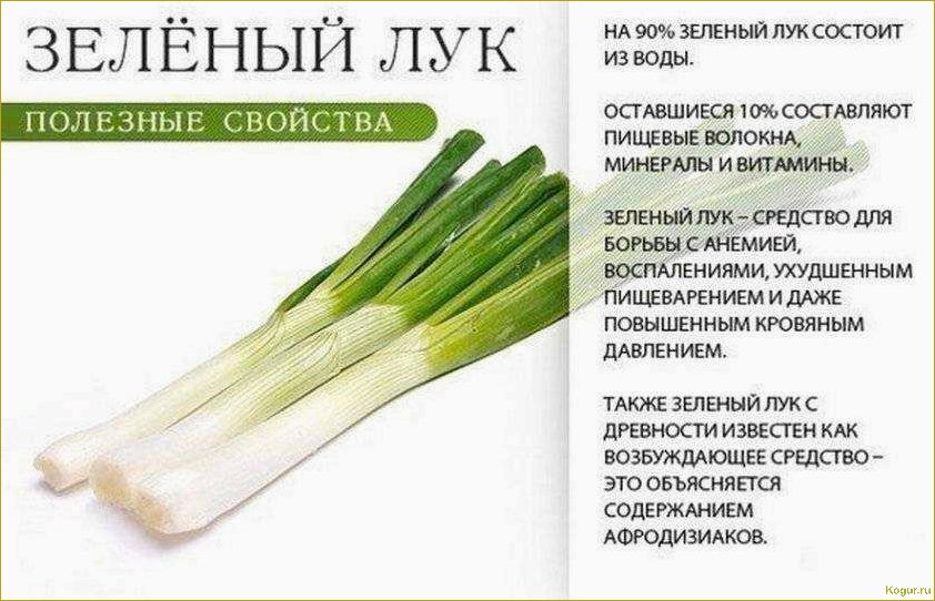 Зеленый лук и его свойства: все секреты полезного продукта