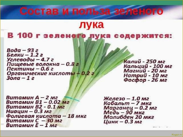 Зеленый лук и его свойства: все секреты полезного продукта