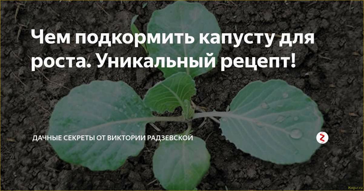 Как правильно подкормить рассаду капусты, чтобы улучшить ее рост?