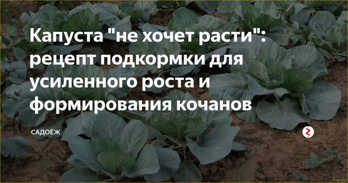 Как правильно подкормить рассаду капусты, чтобы улучшить ее рост?