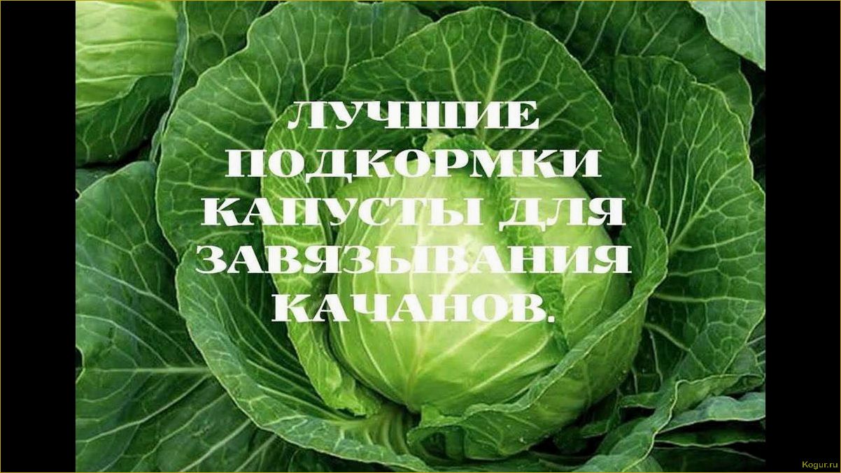 Как правильно подкормить рассаду капусты, чтобы улучшить ее рост?