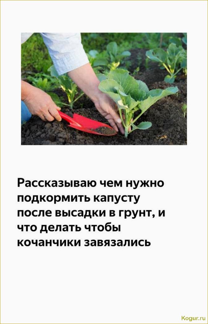 Как правильно подкормить рассаду капусты, чтобы улучшить ее рост?