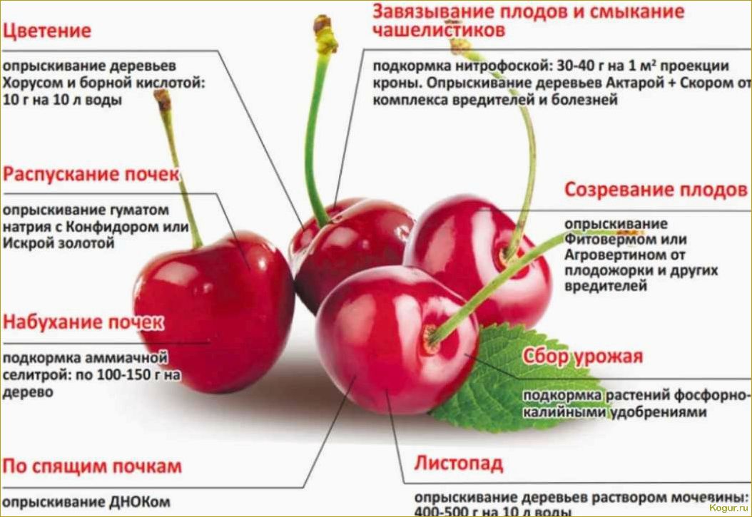 Черешня Любимица Астахова: устойчивость к болезням и вредителям