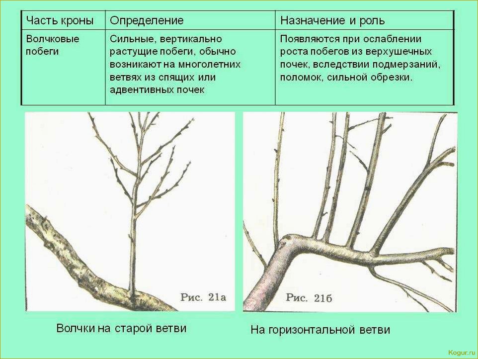 Что делать, если яблоня не плодоносит?