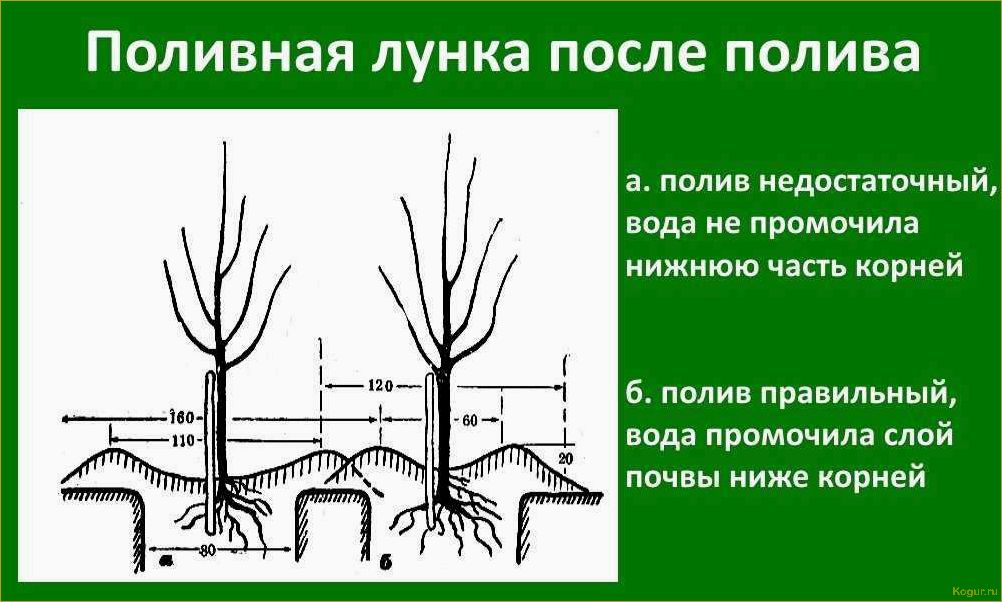 Как правильно посадить яблоню летом