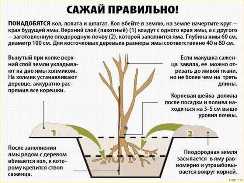 Как правильно посадить яблоню летом