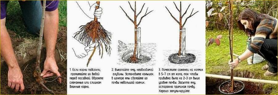 Как правильно посадить яблоню летом