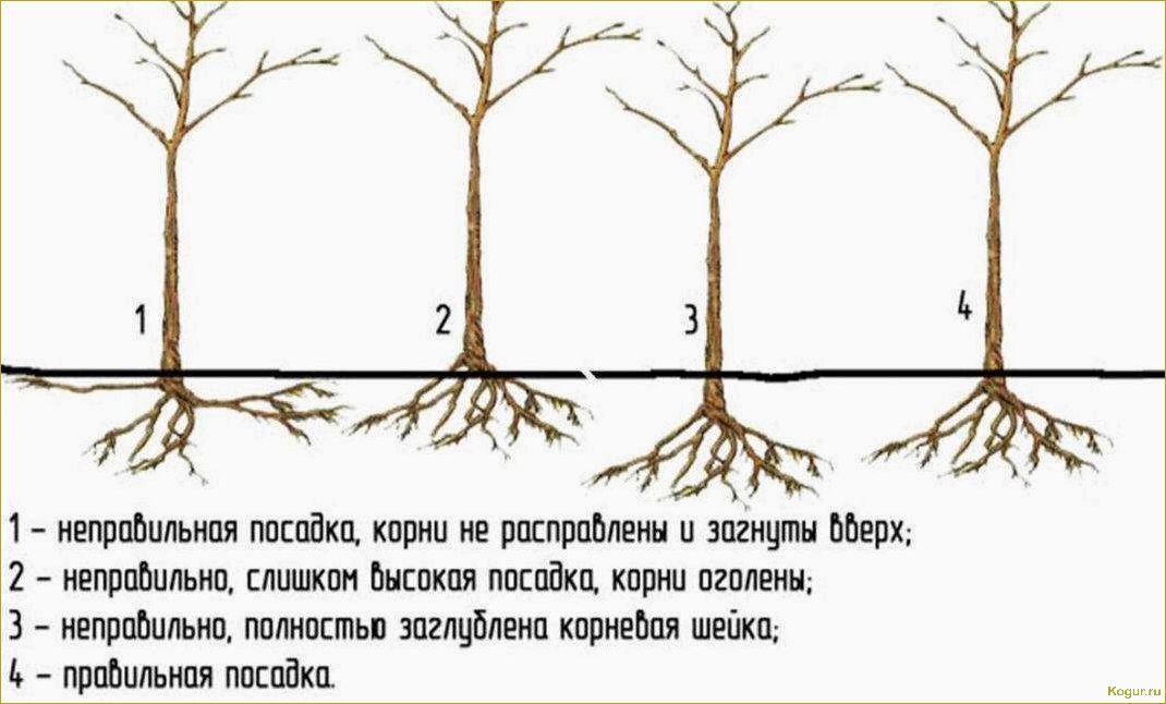 Как правильно посадить яблоню летом