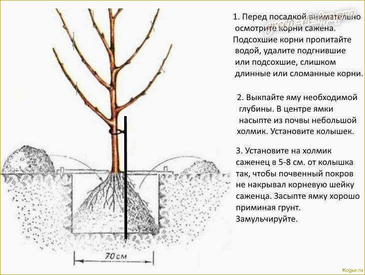 Как правильно посадить яблоню летом