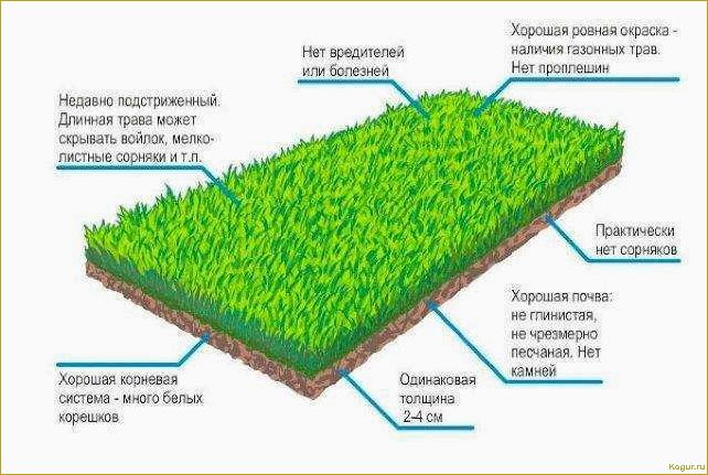 Подробное руководство по быстрому и эффективному восстановлению газона после земляных работ своими руками