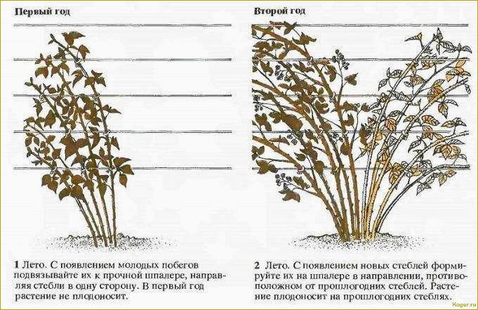 Обрезка ежевики осенью: правила и сроки проведения