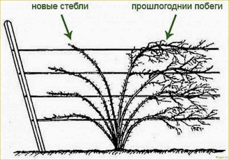 Обрезка ежевики осенью: правила и сроки проведения