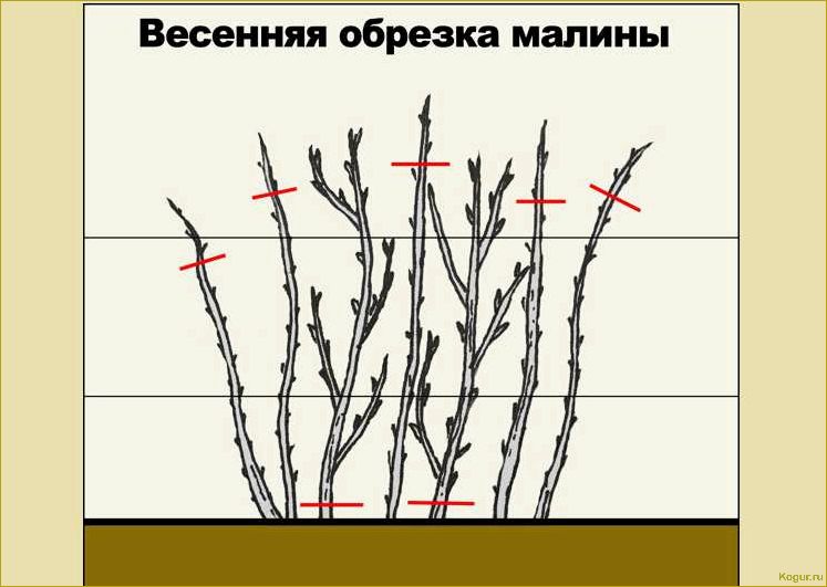 Обрезка ежевики осенью: правила и сроки проведения