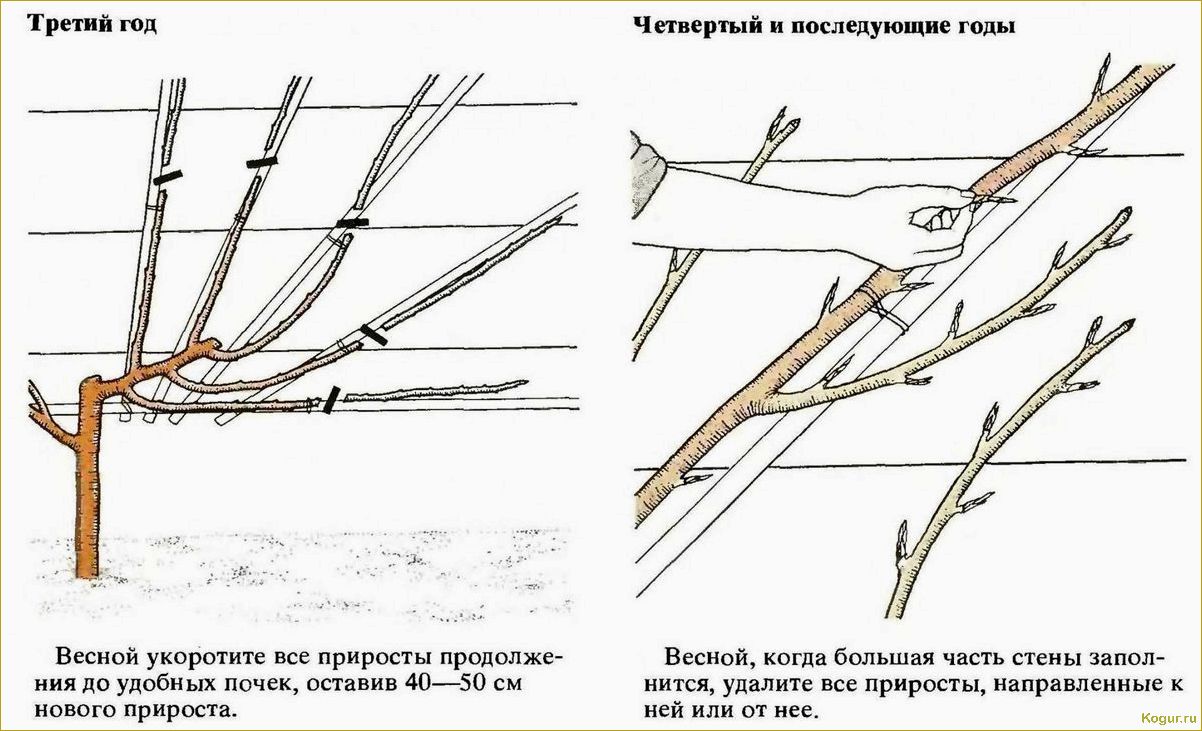 Обрезка ежевики осенью: правила и сроки проведения