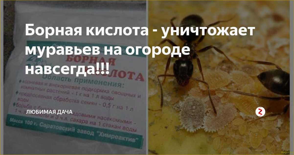 Как использовать борную кислоту от муравьев в саду и дома