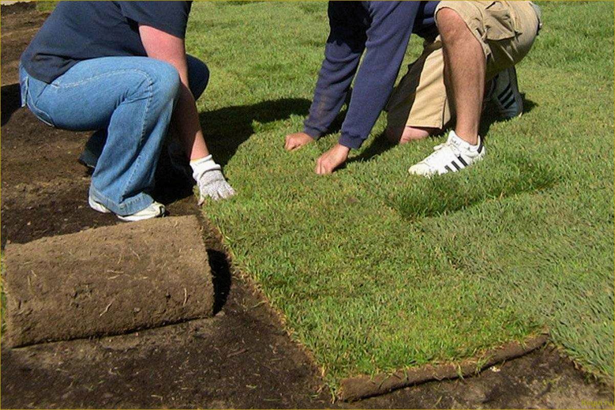 Как вырастить идеальный газон на даче без сорняков: простые шаги и советы