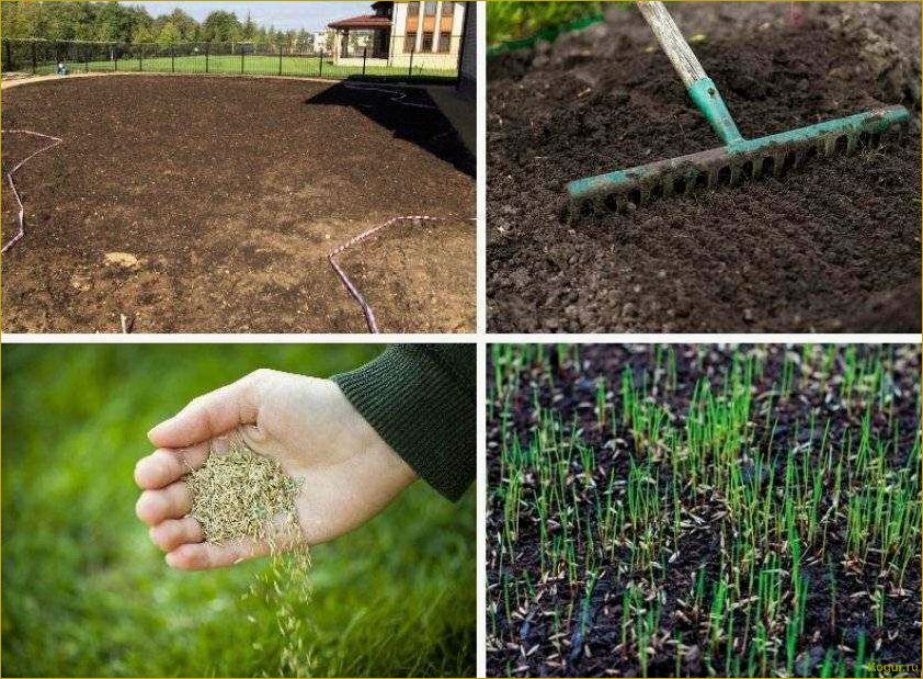 Как вырастить идеальный газон на даче без сорняков: простые шаги и советы