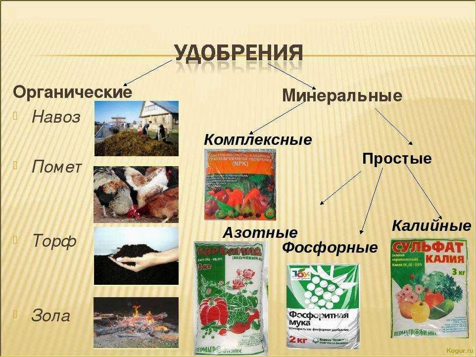 Как эффективно применять коровий навоз в качестве удобрения для почвы