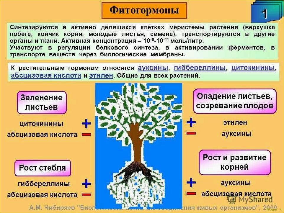 Как использовать регуляторы роста растений: виды и применение