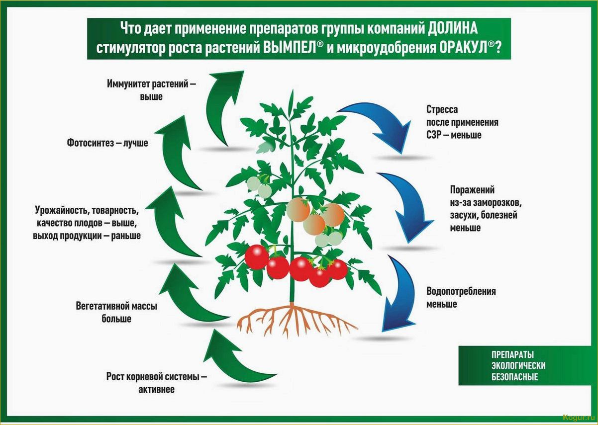 Как использовать регуляторы роста растений: виды и применение