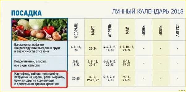 Когда сажать морковь в Ленинградской области