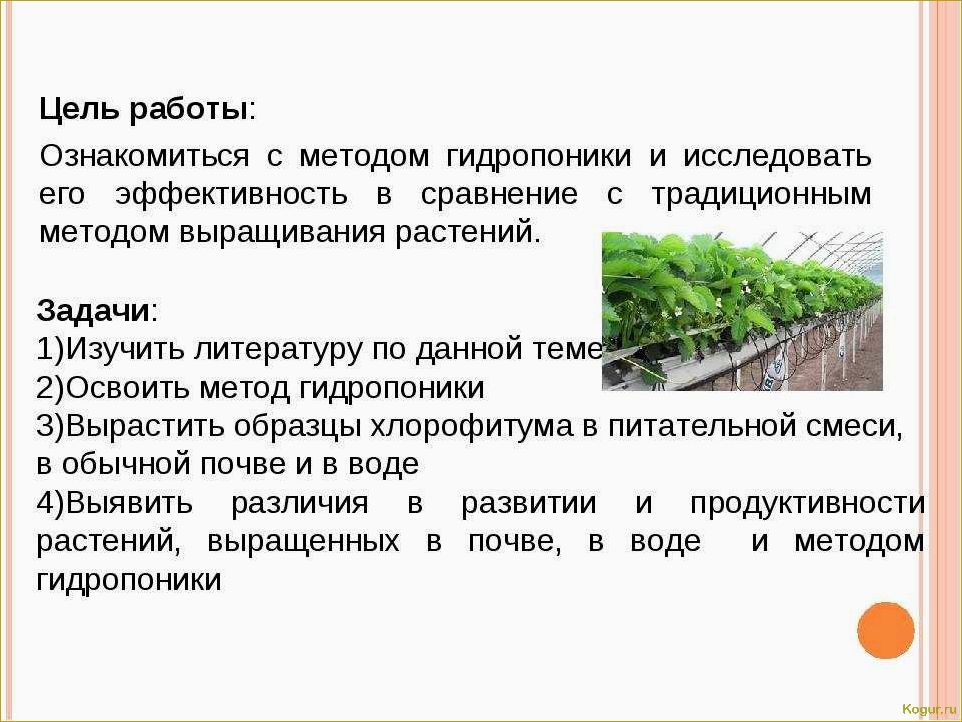 Как вырастить корневую петрушку на органической почве: опыт органического земледелия