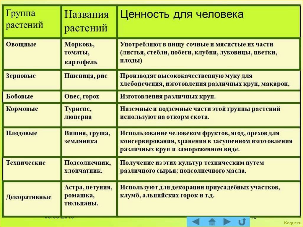 Как вырастить корневую петрушку на органической почве: опыт органического земледелия