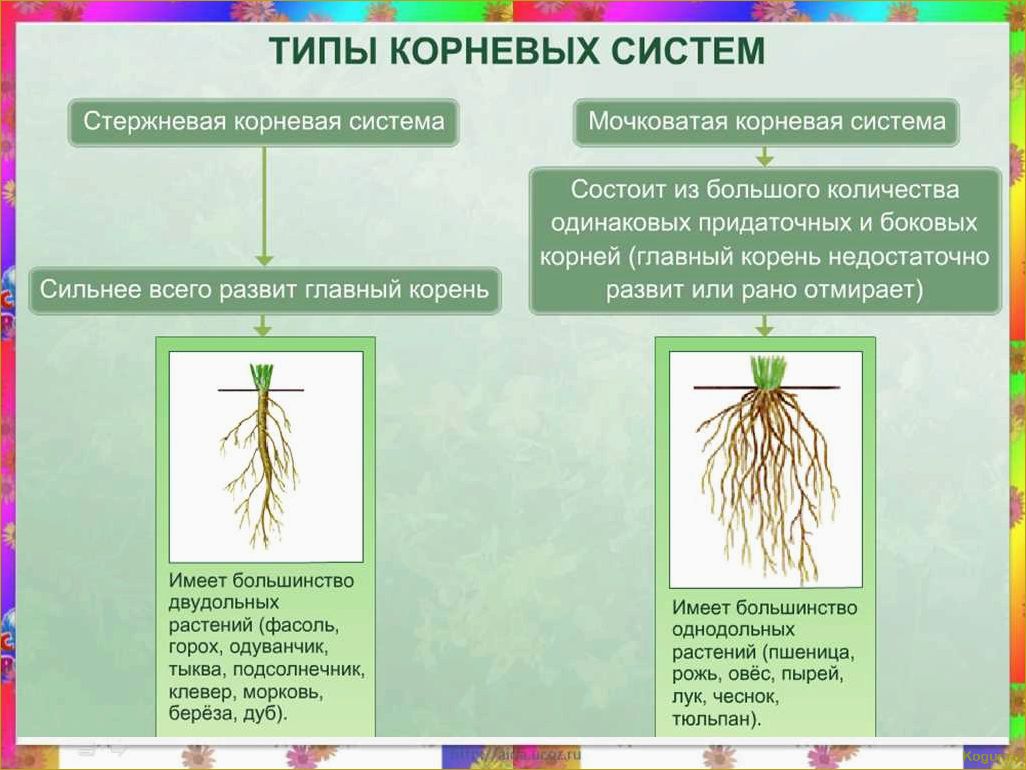 Как вырастить корневую петрушку на органической почве: опыт органического земледелия