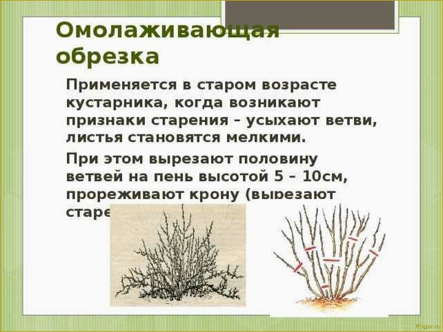 Обрезка крыжовника осенью — залог высокого урожая в следующем сезоне