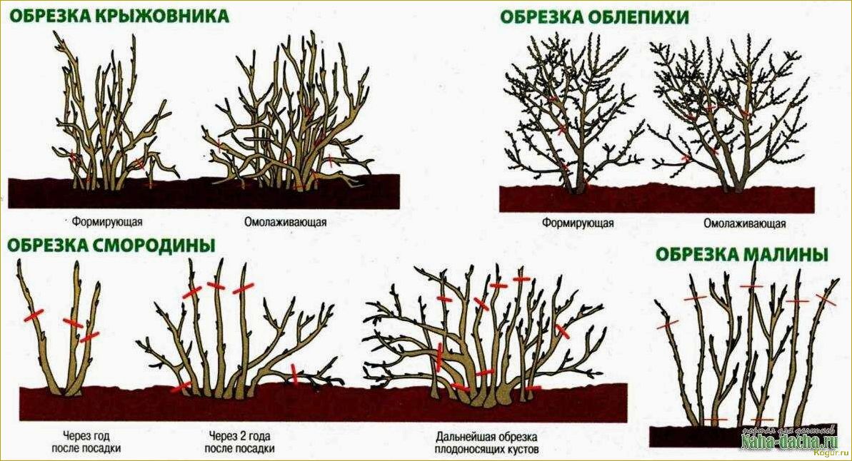 Обрезка крыжовника осенью — залог высокого урожая в следующем сезоне