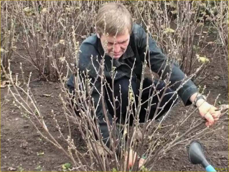 Обрезка крыжовника осенью — залог высокого урожая в следующем сезоне