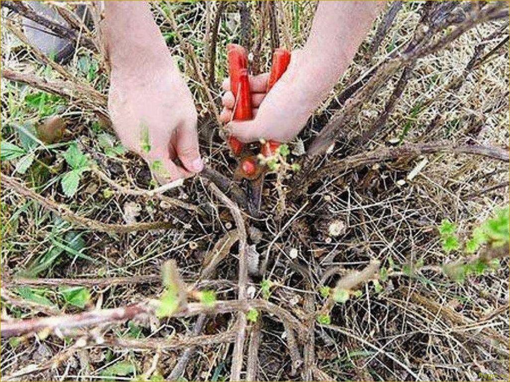 Обрезка крыжовника осенью — залог высокого урожая в следующем сезоне