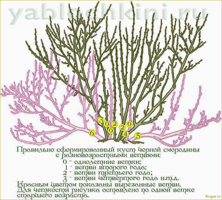 Обрезка крыжовника осенью — залог высокого урожая в следующем сезоне