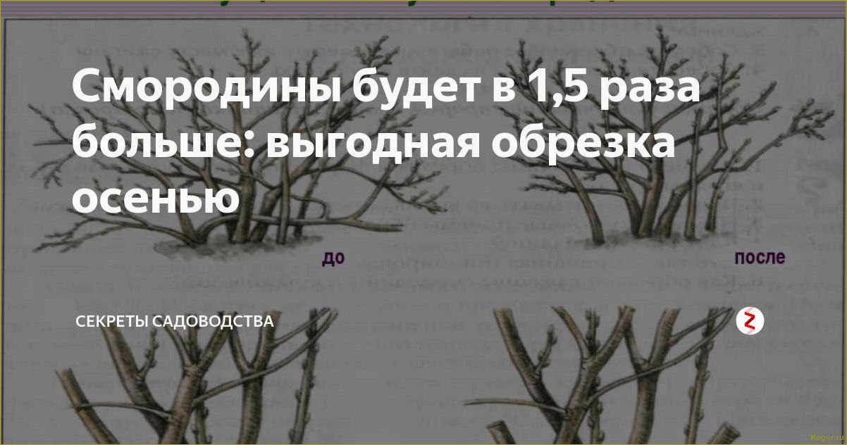 Обрезка крыжовника осенью — залог высокого урожая в следующем сезоне