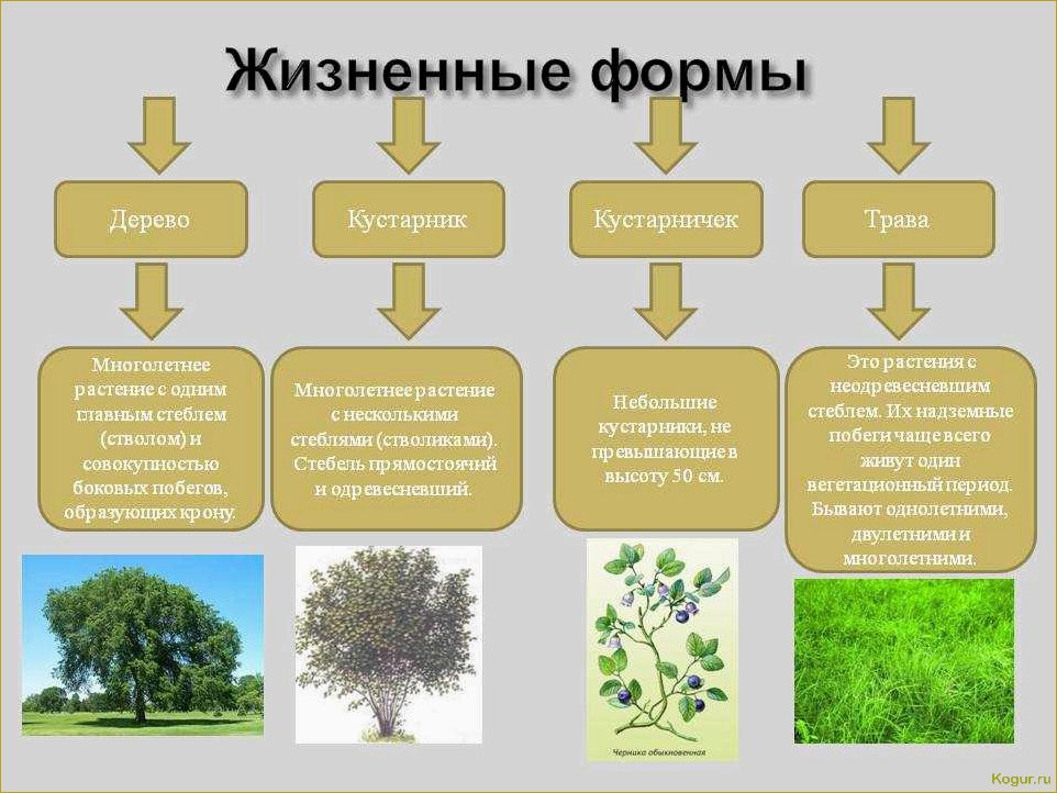 Определитель растений по их признакам: классификация по типу, цвету лепестков, количеству лепестков и высоте 