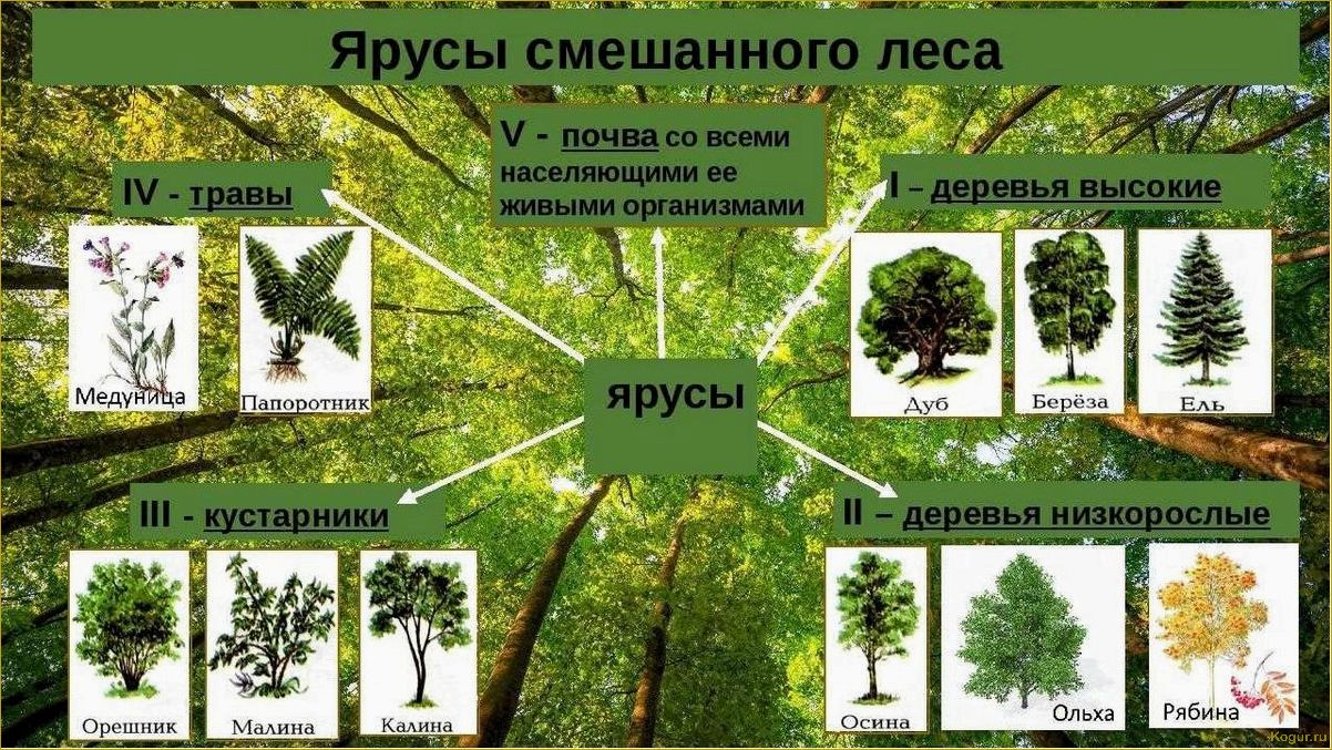 Определитель растений по их признакам: классификация по типу, цвету лепестков, количеству лепестков и высоте 