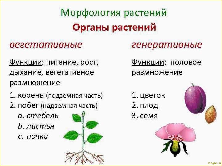 Определитель растений по их признакам: классификация по типу, цвету лепестков, количеству лепестков и высоте 