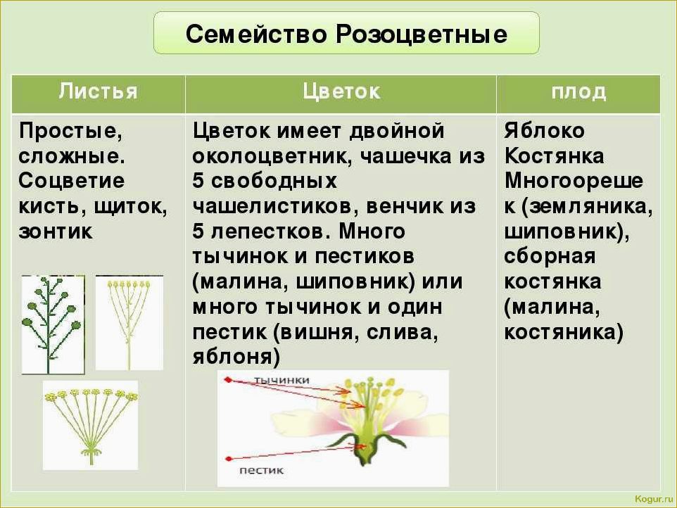 Определитель растений по их признакам: классификация по типу, цвету лепестков, количеству лепестков и высоте 