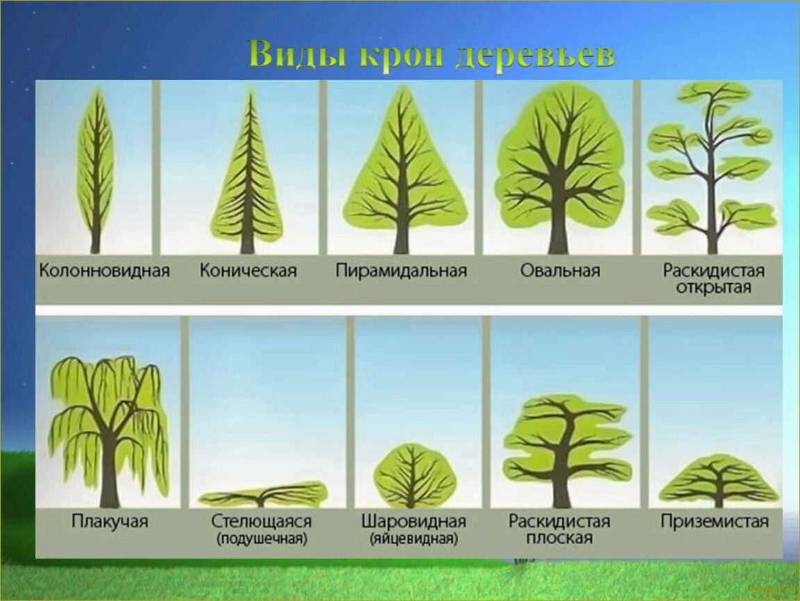 Определитель растений по их признакам: классификация по типу, цвету лепестков, количеству лепестков и высоте 