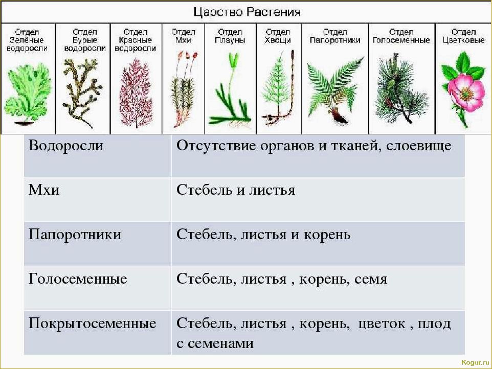 Определитель растений по их признакам: классификация по типу, цвету лепестков, количеству лепестков и высоте 