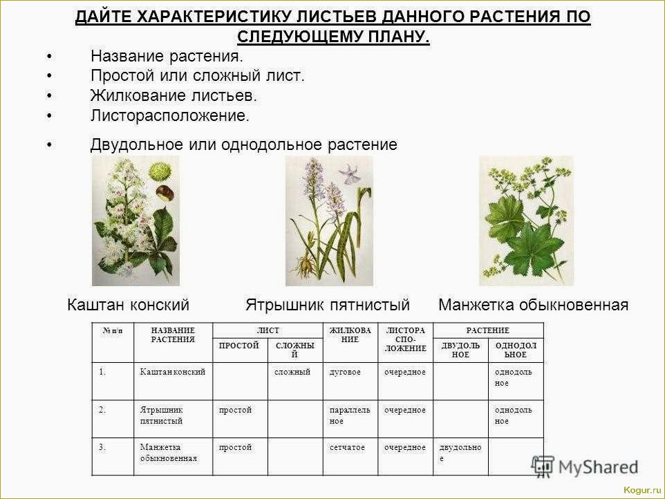 Определитель растений по их признакам: классификация по типу, цвету лепестков, количеству лепестков и высоте 