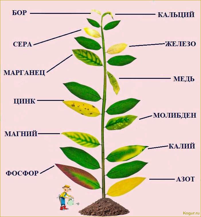 Почему желтеют листья у розы — ищем причины