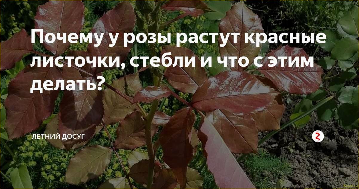 Почему желтеют листья у розы — ищем причины