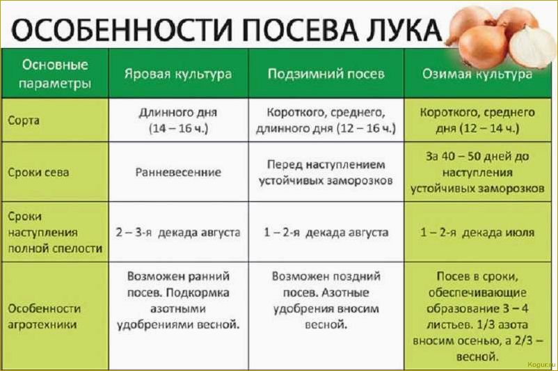 Лук сорта Стурон: подробное описание и нюансы выращивания для хорошего урожая