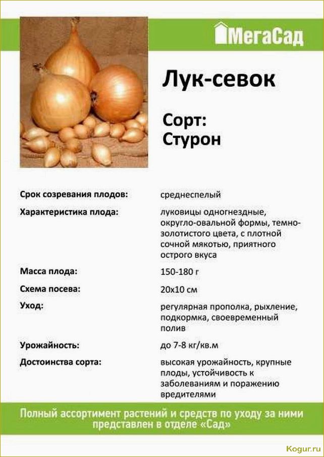 Лук сорта Стурон: подробное описание и нюансы выращивания для хорошего урожая