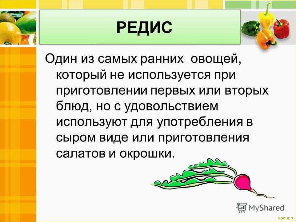 Польза и вред огородной редиски