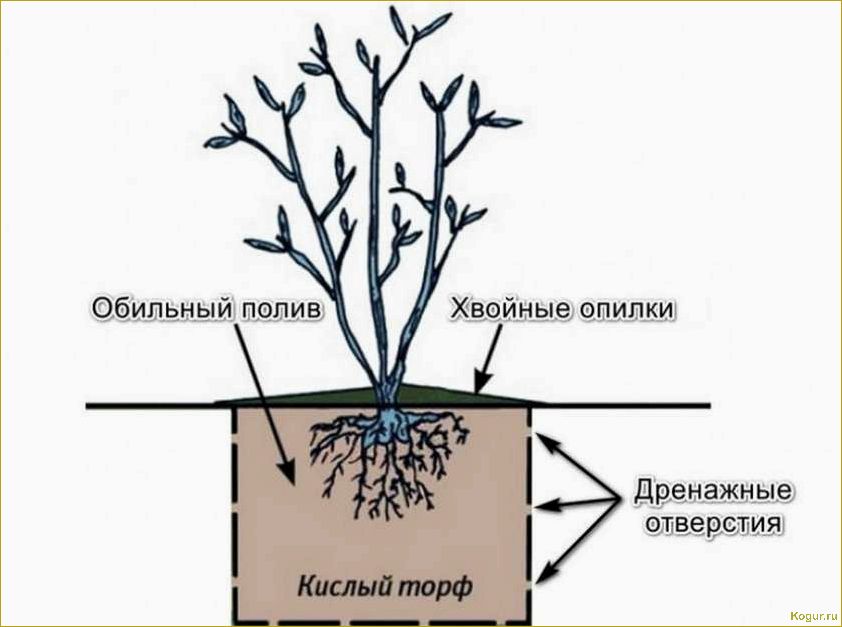 Посадка и уход за снежноягодником — опыт успешного выращивания