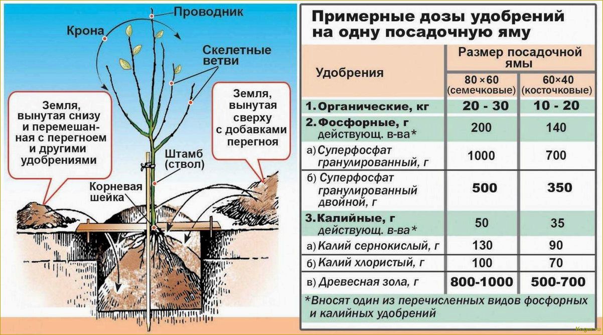 Посадка и уход за снежноягодником — опыт успешного выращивания